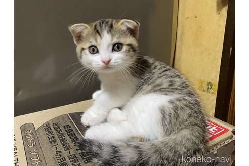 成約済の千葉県のスコティッシュフォールド-93619の2枚目